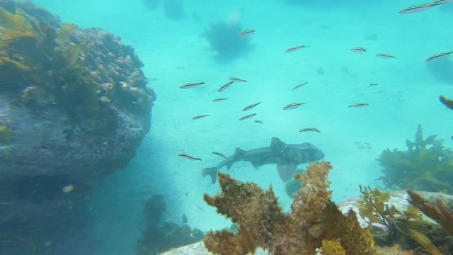 Port Jackson Shark swims through some rocks in Australia