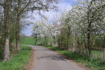 Fototapeta premium weg mit obstbaum blüte