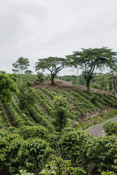 coffee plantation