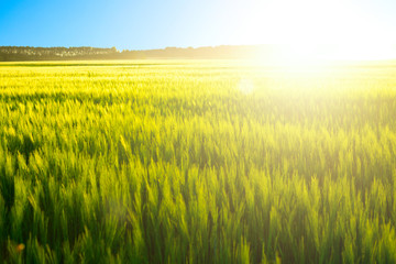 Beautiful sunrise over a field of wheat. Sunset on the field of wheat