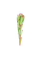 Hand drawn watercolor Protea flower on a white background