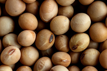 Soy seeds background