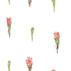 Hand drawn watercolor seamless pattern of Protea flowers on a white background