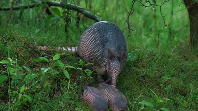 Nine-banded armadillo with two youngsters