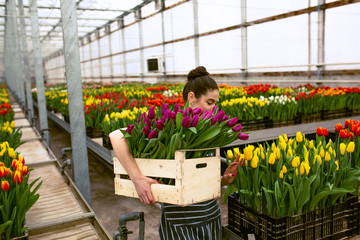 Girl worker with tulips,Beautiful young smiling girl, worker with flowers in greenhouse. Concept work in the greenhouse, flowers. Copy space  stock image