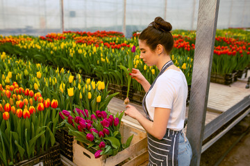 Fototapeta na wymiar Girl worker with tulips,Beautiful young smiling girl, worker with flowers in greenhouse. Concept work in the greenhouse, flowers. Copy space stock image