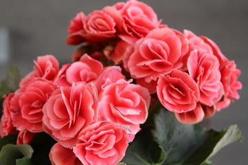 bouquet of pink roses