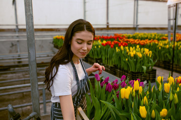 Girl worker with tulips,Beautiful young smiling girl, worker with flowers in greenhouse. Concept work in the greenhouse, flowers. Copy space  stock image