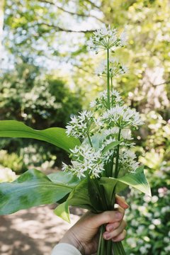 Wild Garlic