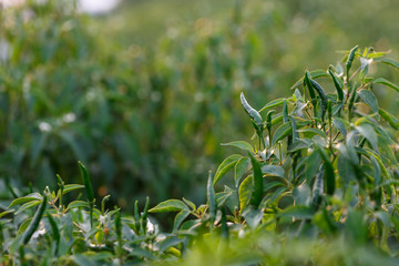 chili peppers on the tree in garden.