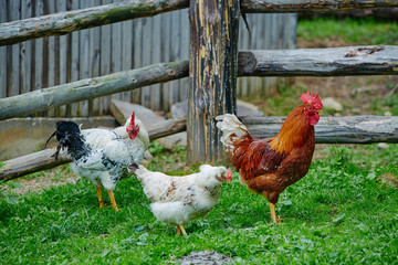 Rooster or chicken on traditional free range poultry farm