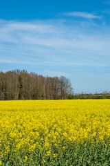 yellow rapefield nature and naturally photo