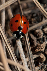 Ladybird Coccinella algerica in the Integral Natural Reserve of Inagua. Gran Canaria. Canary Islands. Spain.