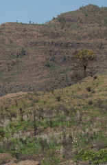 Landscape in The Nublo Rural Park. Inagua. Aldea de San Nicolas de Tolentino. Gran Canaria. Canary Islands. Spain.