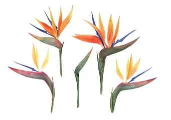 Fotobehang Strelitzia Set met prachtige aquarel tropische bloemen. Tropen. Realistische tropische planten.