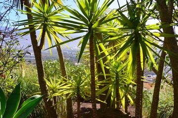 Teneriffa,#0719