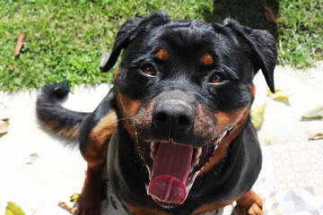 portrait of a dog rottweiler and tongue