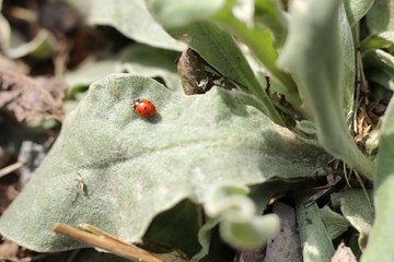 firletka kwiecista lychnis coronaria © Perovskia