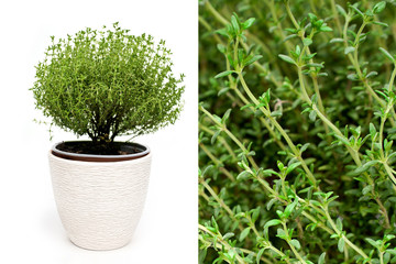 Green thyme plant growing in basket on white background isolated