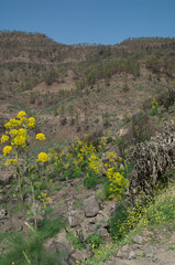 Naklejka premium Landscape with plants of Ferula linkii in flower. The Nublo Rural Park and Integral Natural Reserve of Inagua. Gran Canaria. Canary Islands. Spain.