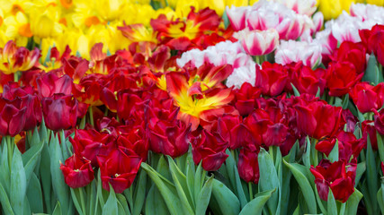 Fototapeta premium Tulip flower field blooming in the garden