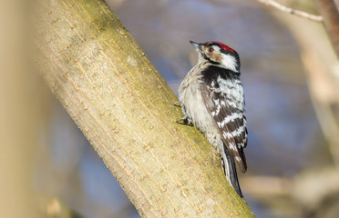 Lesser spotted woodpecker, Dendrocopos minor. A male bird sits on a tree trunk