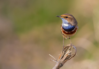 Bluethroat, blue-throated robin, luscinia svecica. The male bird sits on a branch