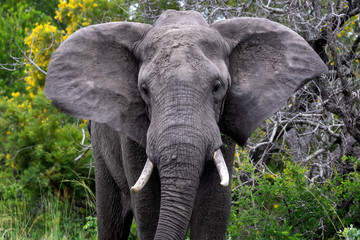 Elephant in National Park, South Africa