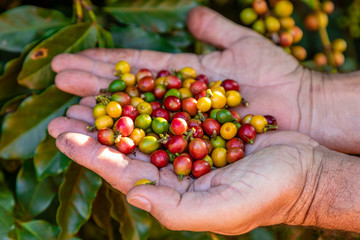 A person's hand holding coffee beans on the tree