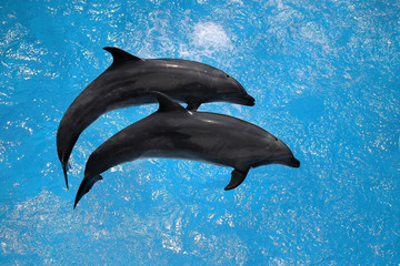 dolphins playing in the pool on a circus show