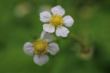 Poziomka Fragaria