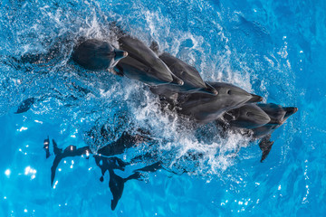 dolphins playing in the pool on a circus show