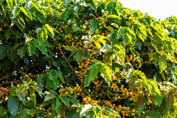 Coffee beans on a branch of tree.Red and green arabica coffee beans ripening on tree in coffeee plantation