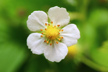 Poziomka Fragaria