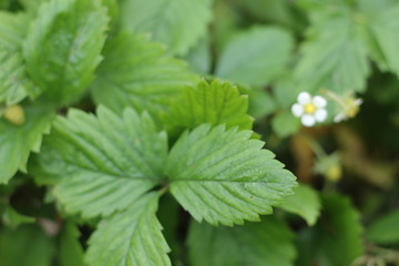Poziomka Fragaria