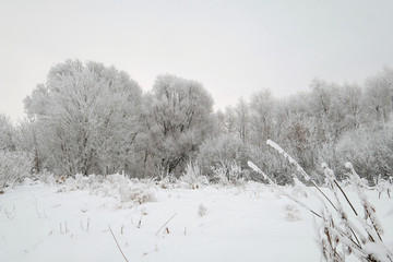 Beautiful winter landscape. Snow covered trees.
