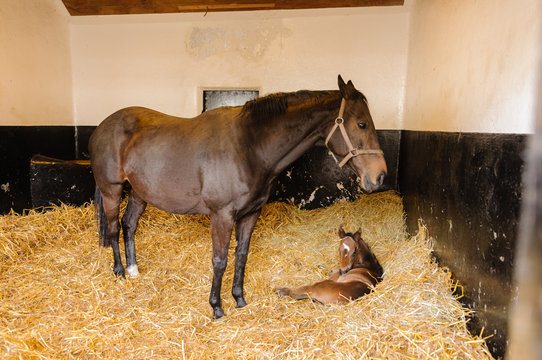 Female horse mare with a 1 day old foal in a large stable with lots of fresh straw bedding