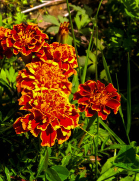 Close up of tagetes flowers.