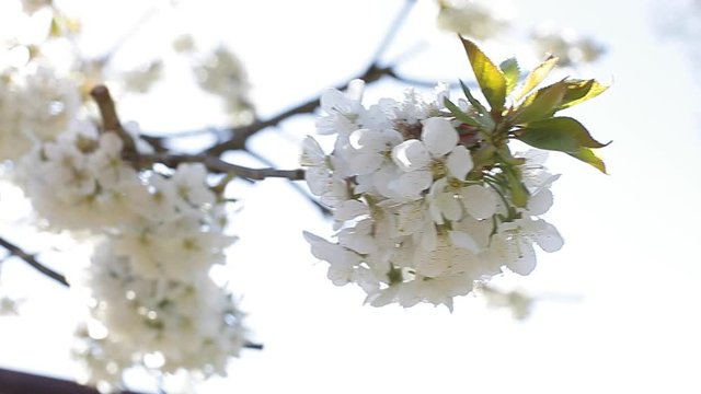 springtime