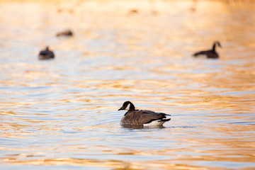Canada goose floating contentedly in the St. Lawrence River during a beautiful golden hour spring morning, with others birds in soft focus, Quebec City, Quebec, Canada