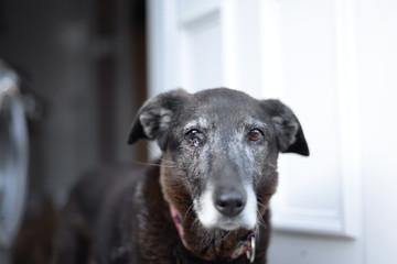 portrait of a black dog