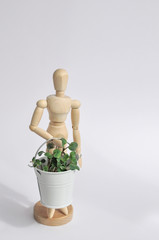 A wooden mannequin holds a bucket of micro-greenery for healthy eating. Home vegetable garden.