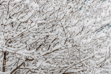 Brown lilac branches covered with white fluffy snow are in winter day