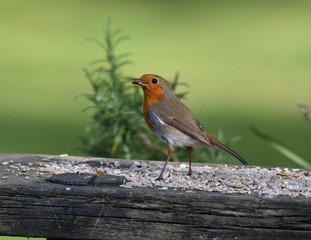 Robin red breast having some sunflower seeds on bench