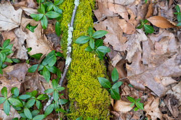 Ground plants in forest