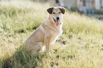 golden retriever dog