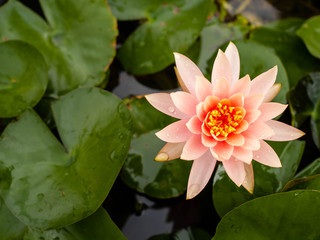 Beautiful pink lotus flower Water plants planted in a pond in a pot.