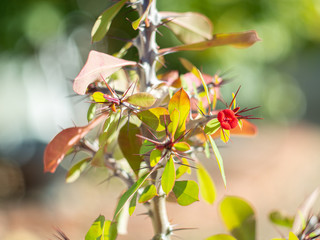 Crown of Thorns (Euphorbia splendens) in a garden with blurred background