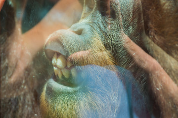 An orangutan in a zoo behind glass communicates with people. Animals in captivity. Animals in the zoo © Наталья Маяк