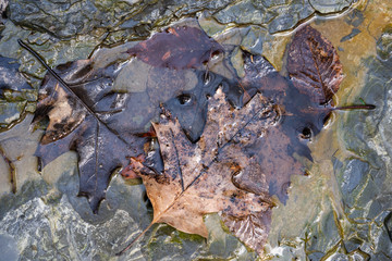 leaves on forest floor
